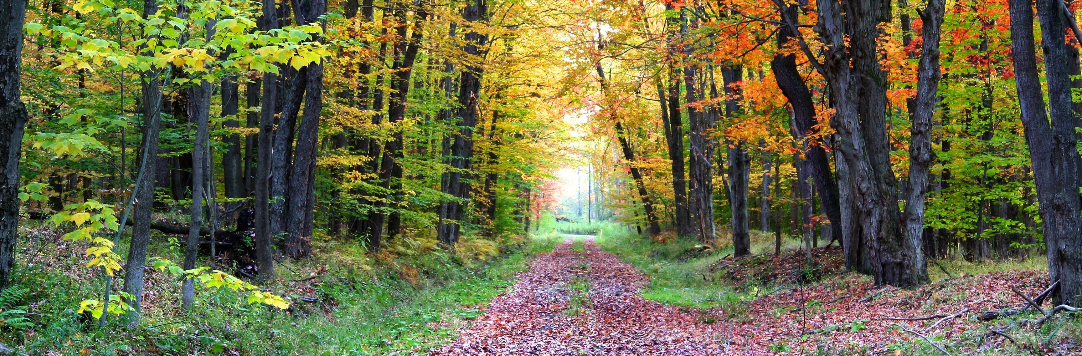 Autumn walk way